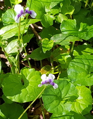 Viola banksii