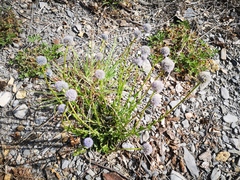Globularia bisnagarica