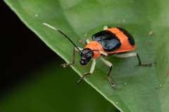 Paratriarius