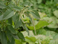 Amaranthus spinosus