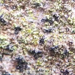 Pseudoschismatomma rufescens