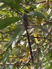 Austroaeschna unicornis