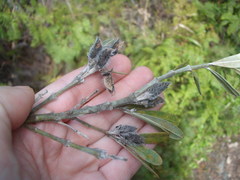 Callistachys lanceolata