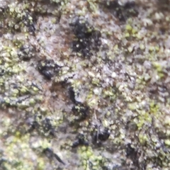 Pseudoschismatomma rufescens