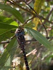Austroaeschna unicornis