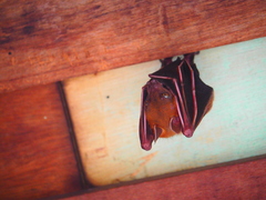 Cynopterus brachyotis