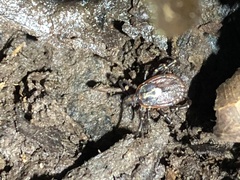 Amblyomma ovale