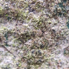 Pseudoschismatomma rufescens