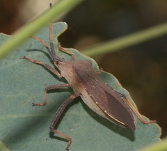 Amorbus rubiginosus