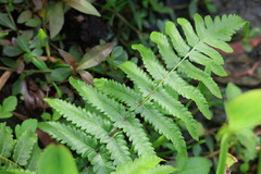 Diplazium esculentum