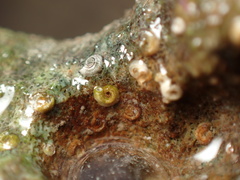 Thylacodes variabilis