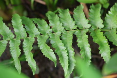 Diplazium esculentum