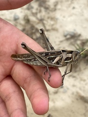 Cyrtacanthacris tatarica