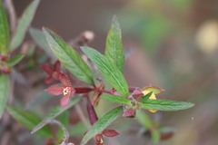 Ludwigia octovalvis