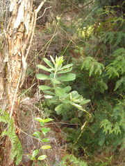 Callistachys lanceolata