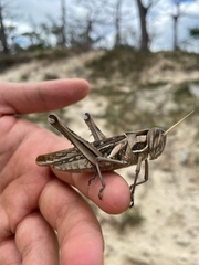 Cyrtacanthacris tatarica