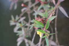 Ludwigia octovalvis