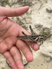 Cyrtacanthacris tatarica