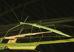 Sipyloidea rentzi