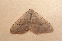 Colostygia multistrigaria