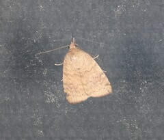 Austrocarea iocephala