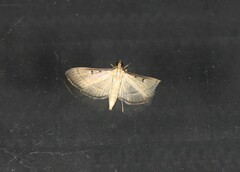 Bradina admixtalis