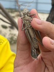 Cyrtacanthacris tatarica