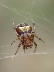 Araneus albotriangulus