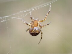 Araneus albotriangulus