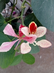 Bauhinia monandra