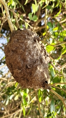 Crematogaster rogenhoferi
