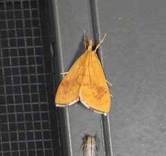 Hyalobathra brevialis