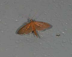 Hymenoptychis sordida