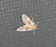 Parapoynx tenebralis