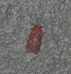 Miltochrista quadrilineata