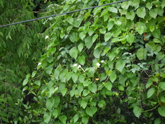 Ipomoea violacea