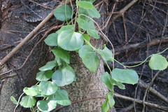 Cocculus orbiculatus