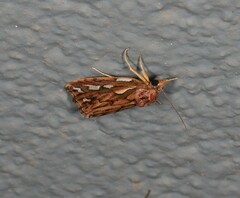 Meyrickella torquesauria