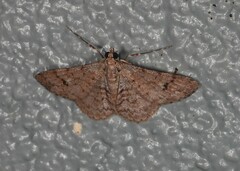 Myrioblephara macariata