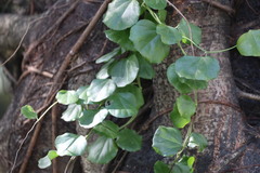 Cocculus orbiculatus
