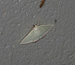 Oenochroma infantilis