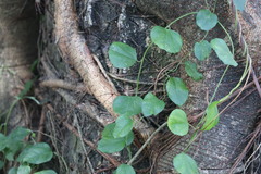 Cocculus orbiculatus