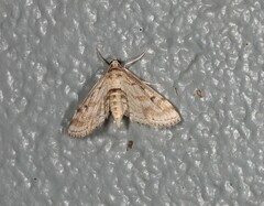 Parapoynx crisonalis