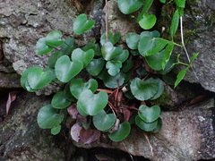 Adiantum reniforme image