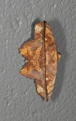 Polyacme dissimilis
