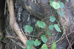 Cocculus orbiculatus