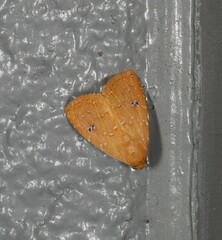 Rivula everta
