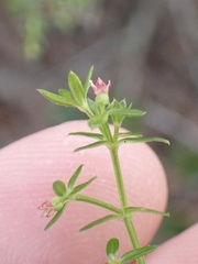 Galium nuttallii