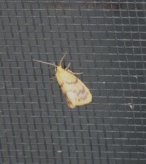 Symmetrodes sciocosma