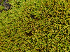 Trichostomum brachydontium